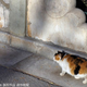 Illustration for article titled The Cats of Chinas Forbidden City